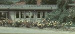 School roses, lower playground 1960